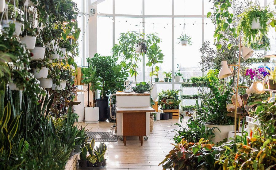 Botaniful's plant-filled event space with string lights